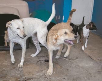 Sacrifican 7 de cada 10 perros en la capital queretana