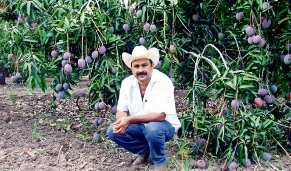 Sagarpa subsidia mangos de Layín