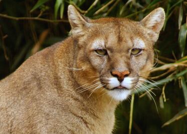 Pumas matan a caballos en la Sierra