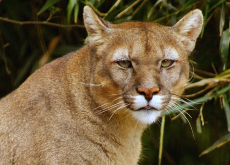 Pumas matan a caballos en la Sierra