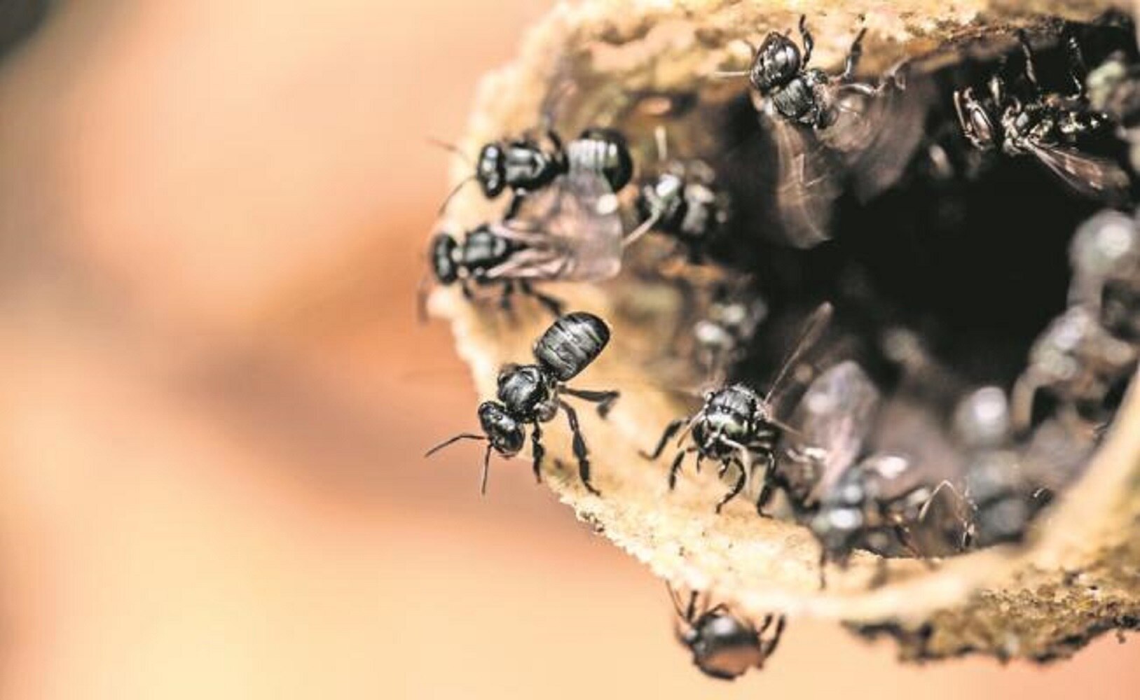 Abejas Prehispánicas