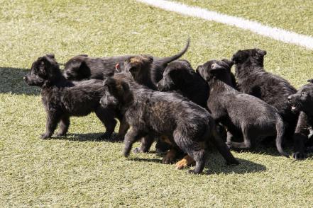 Ladriditos de alarma: nacen los refuerzos de la policía canina de Querétaro