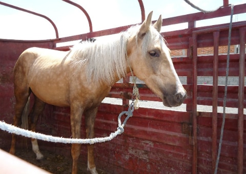 Frustran robo de caballo