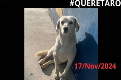 Piden justicia para Copito; el perrito fue agredido en Huimilpan