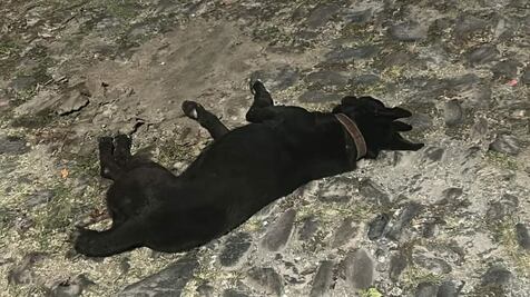 Envenenan a un perrito en San Juan del Río; internautas piden justicia