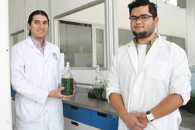 UAQ cultiva algas como suplemento alimenticio     