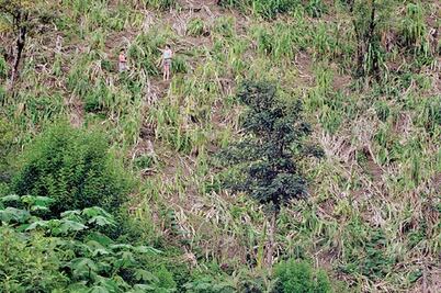 Lluvias afectan cosechas en Sierra