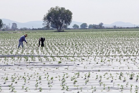 Cultivos que necesitan poca agua