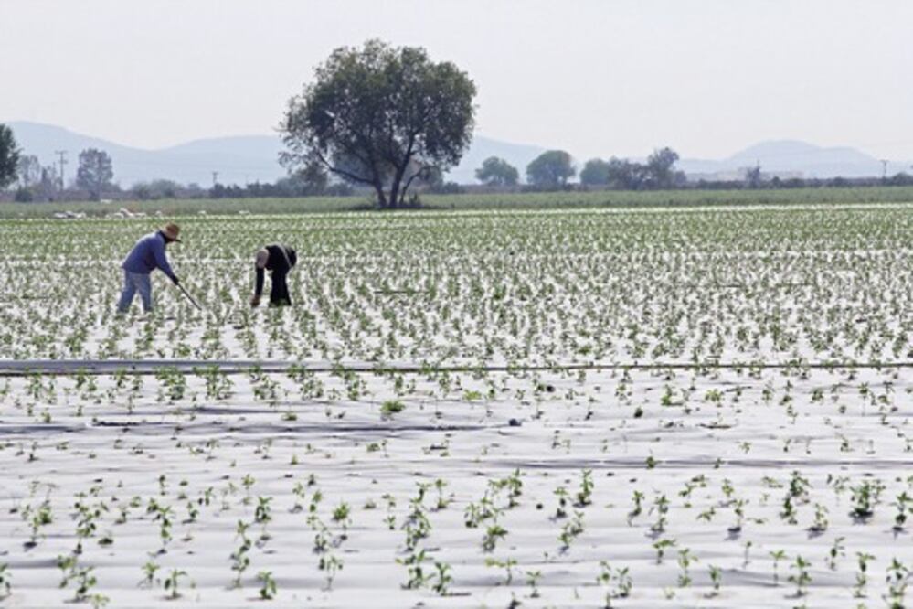 Cultivos que necesitan poca agua