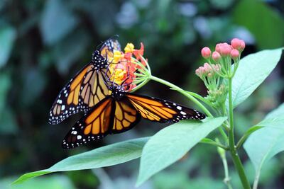 Abrirán en 2019 el mariposario del Parque Bicentenario