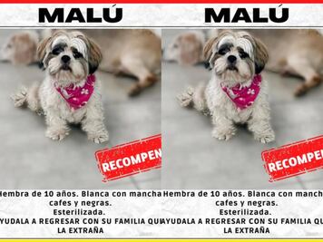 Buscan a Malú, perrita extraviada en la colonia Palmas de Querétaro