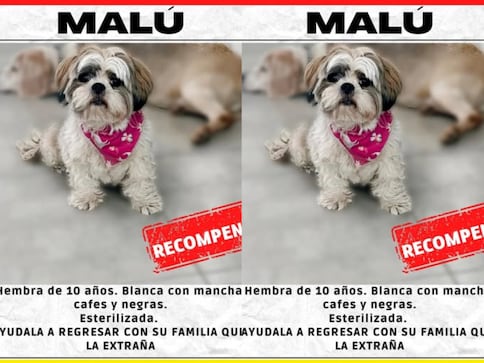 Buscan a Malú, perrita extraviada en la colonia Palmas de Querétaro