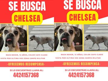 Buscan a la perrita Chelsea en Querétaro; fue vista por última vez en la zona del Campo Militar