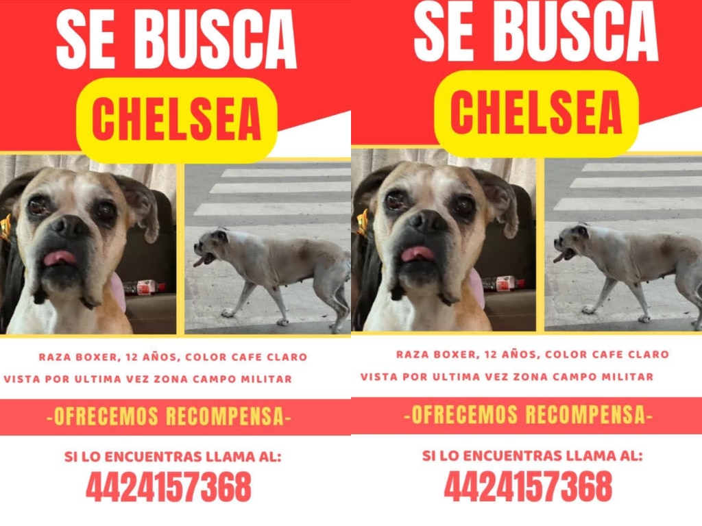 Buscan a la perrita Chelsea en Querétaro; fue vista por última vez en la zona del Campo Militar