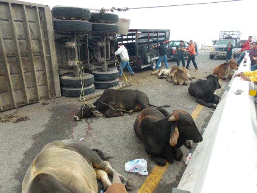 Mueren vacas tras volcadura