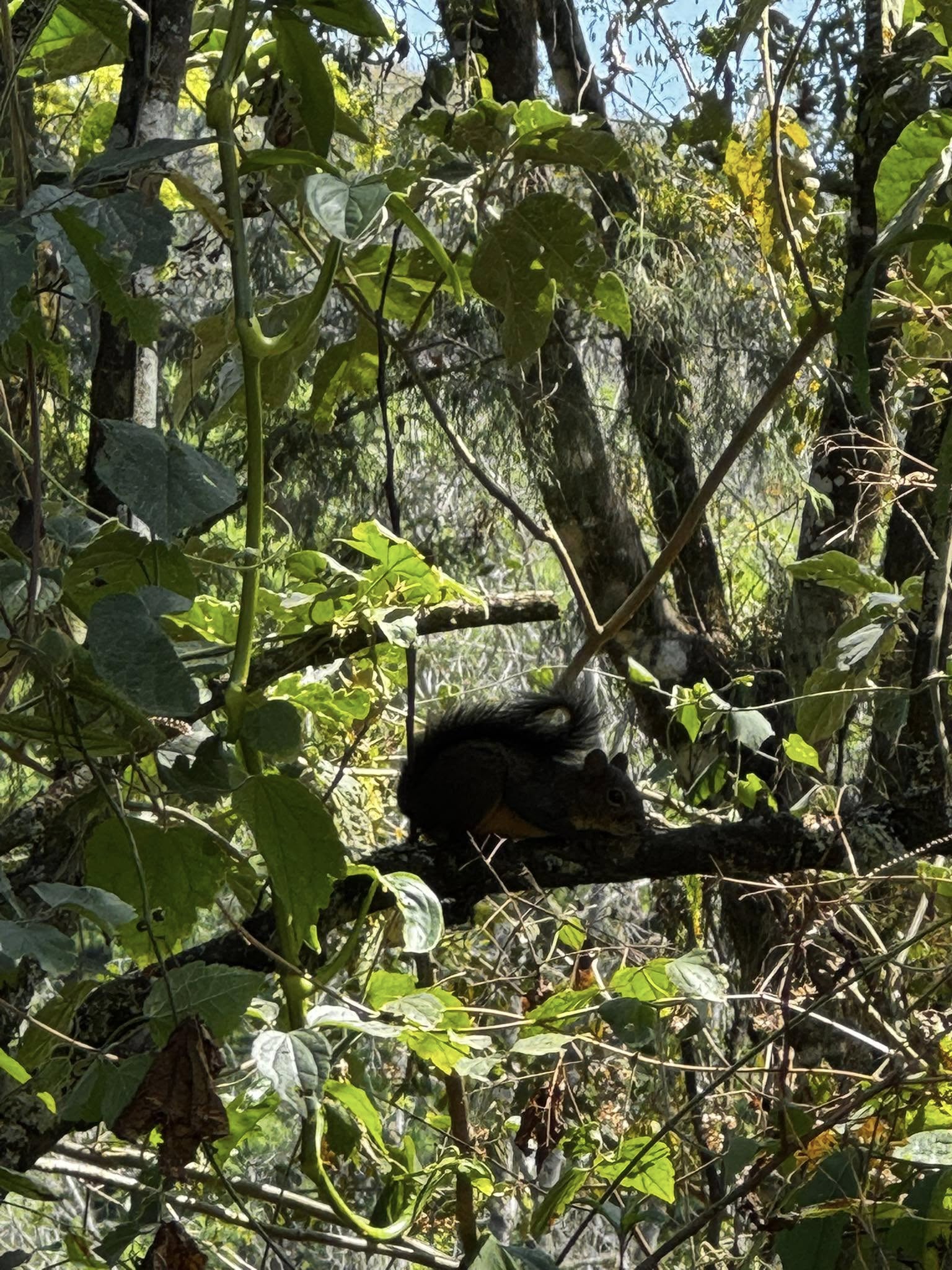 Ardilla en Río Verdito. Foto: Rio Verdito Queretaro