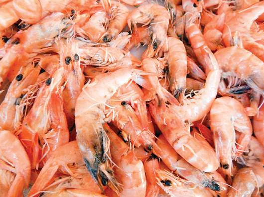 Prevén alza de 40% en camarón