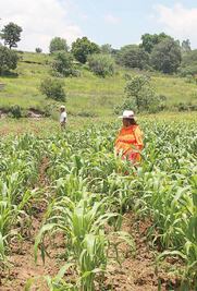 Sólo 20% de  indígenas labora en el agro