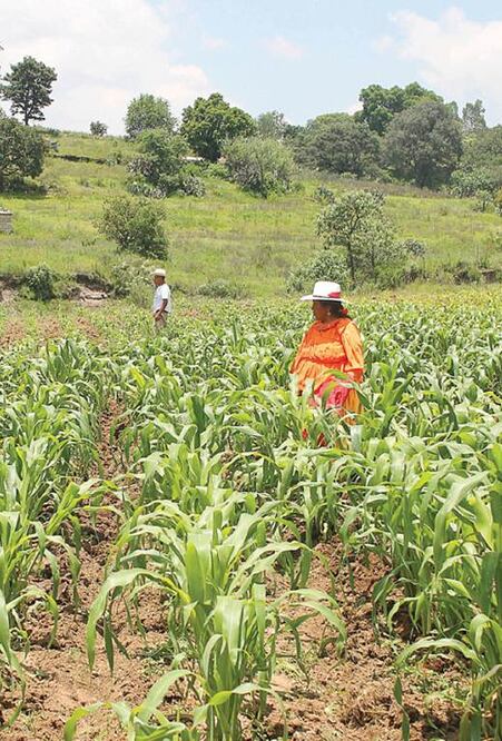 Sólo 20% de indígenas labora en el agro