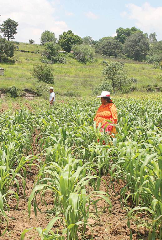 Sólo 20% de  indígenas labora en el agro