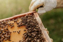 Aumenta población de abejas y su producción