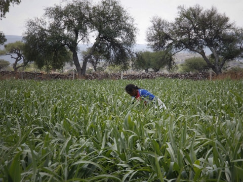 Lluvias reducen costos de alimento
