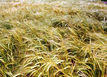 Recurren a créditos productores de cebada 