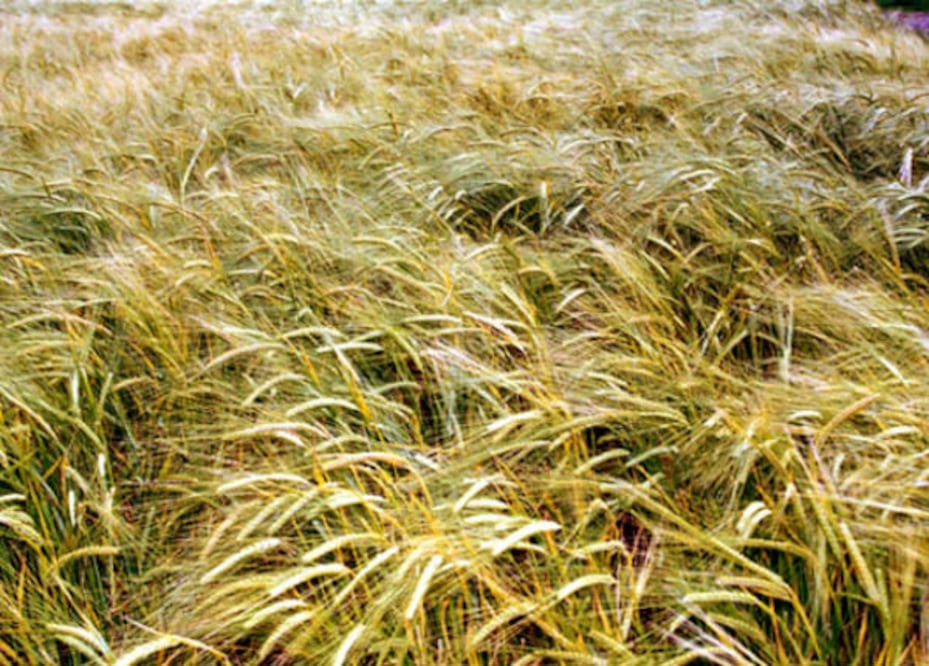 Recurren a créditos productores de cebada 