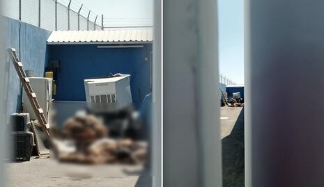 Animalistas piden explicar la presencia de cuerpos de perritos en Querétaro