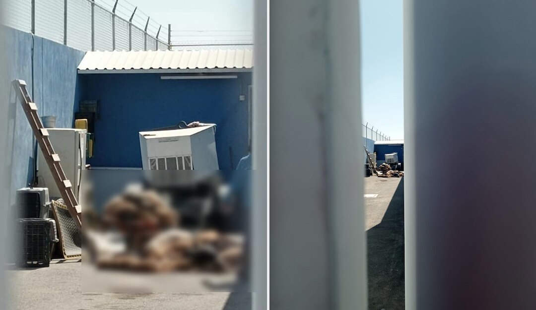 Animalistas piden explicar la presencia de cuerpos de perritos en Querétaro