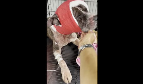 Justicia para Magdaleno: machetean a un lomito en la capital de Querétaro