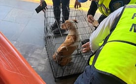 Rescatan a perrito de las vías de la Línea A del Metro; será trasladado al Centro de Transferencia Canina