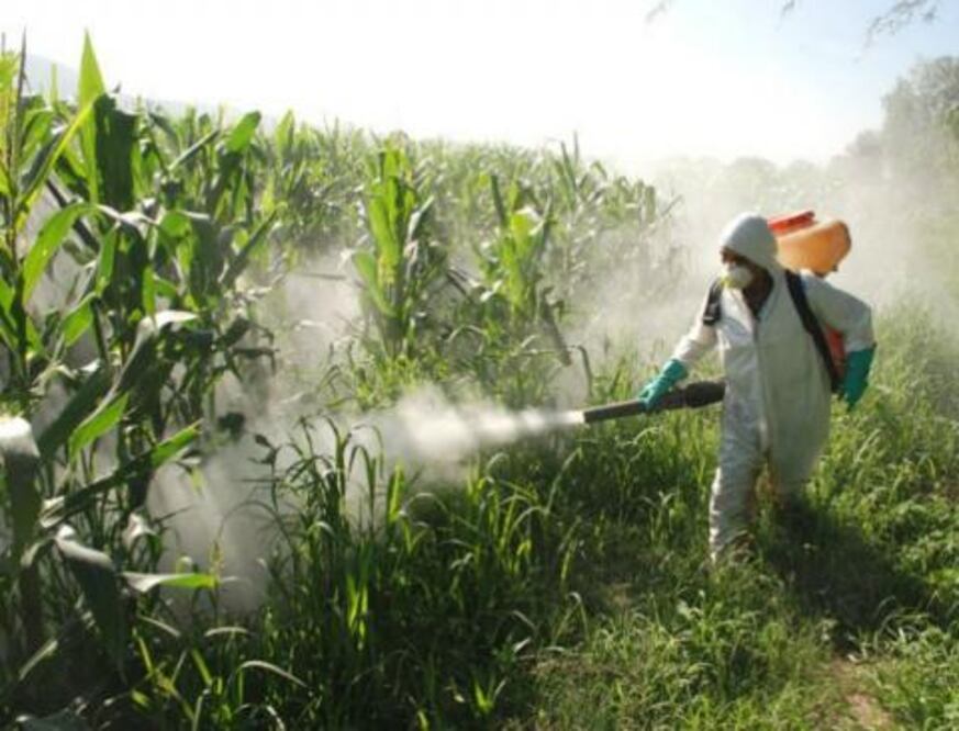 Combaten plagas en cultivos 