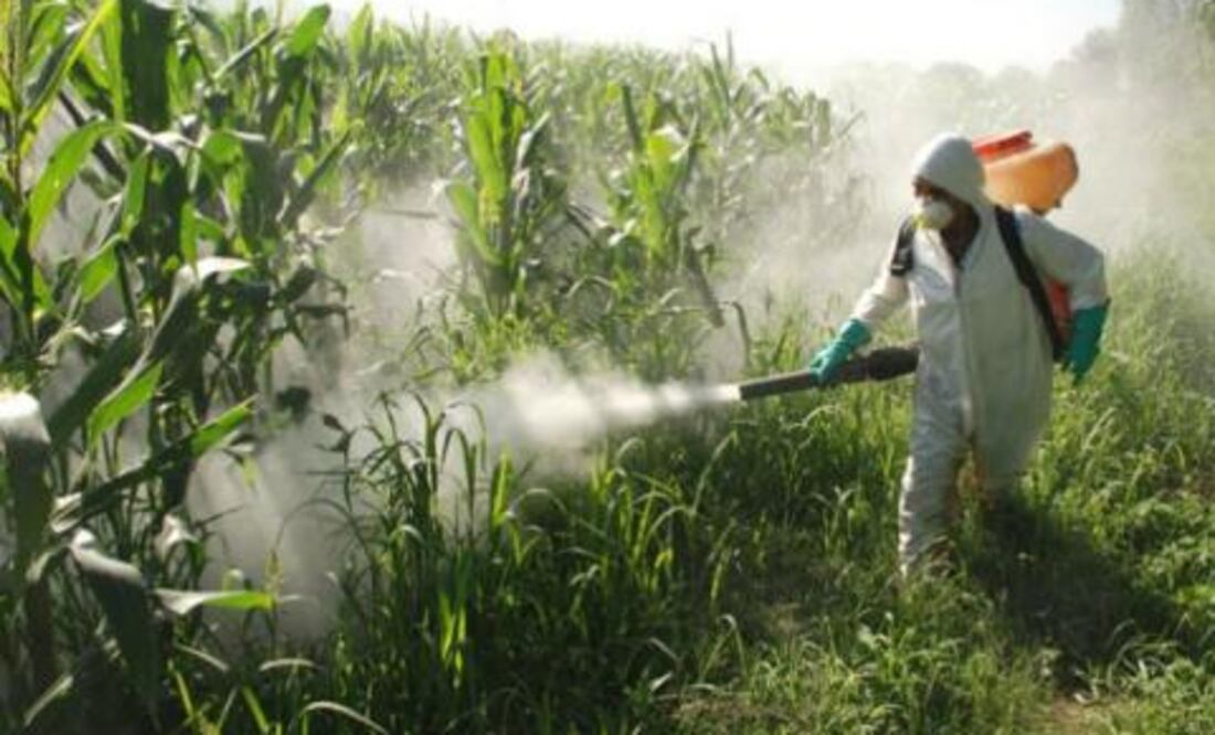 Combaten plagas en cultivos
