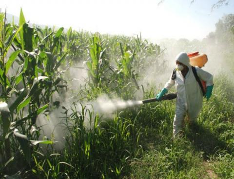 Combaten plagas en cultivos