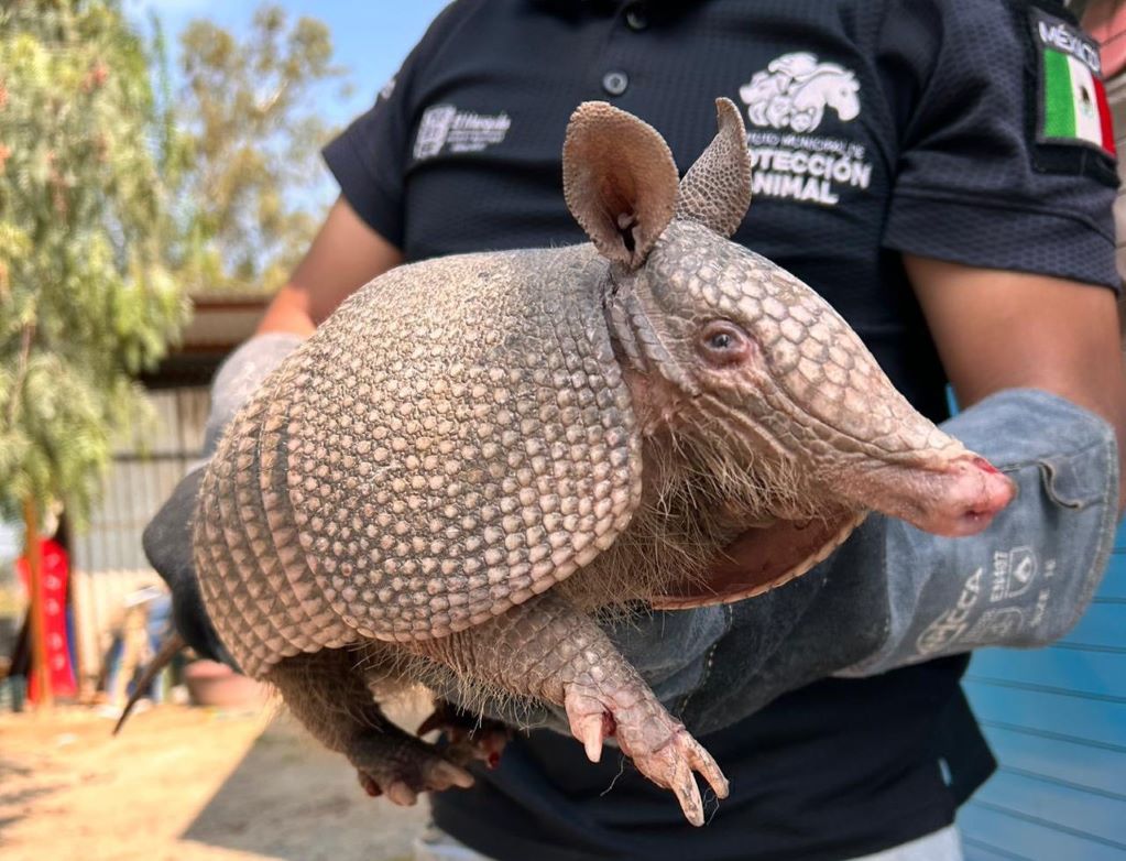 Hallan armadillo de nueve bandas dentro de una casa en la comunidad de Atongo