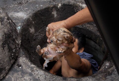 Rescatan a cachorro