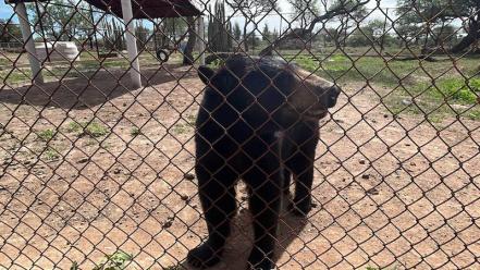 Santuaai, el santuario de Querétaro que da refugio a los animales exóticos del país 