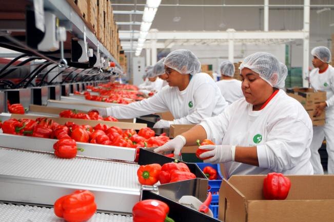 Anuncia SJR proyecto en sector agroindustrial