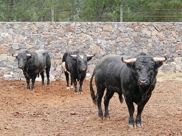 Ponce y “Zotoluco” en Juriquilla