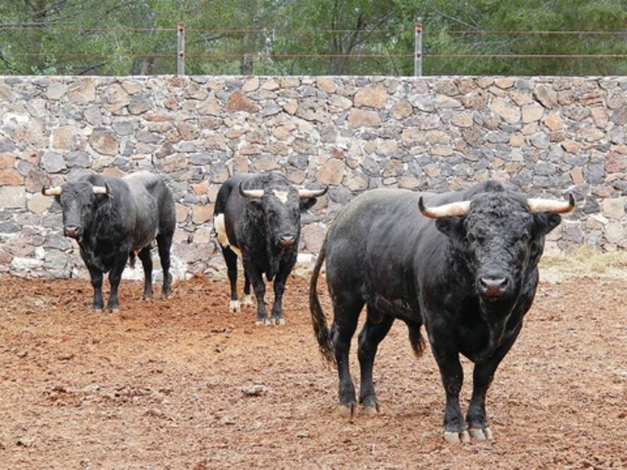 Ponce y “Zotoluco” en Juriquilla