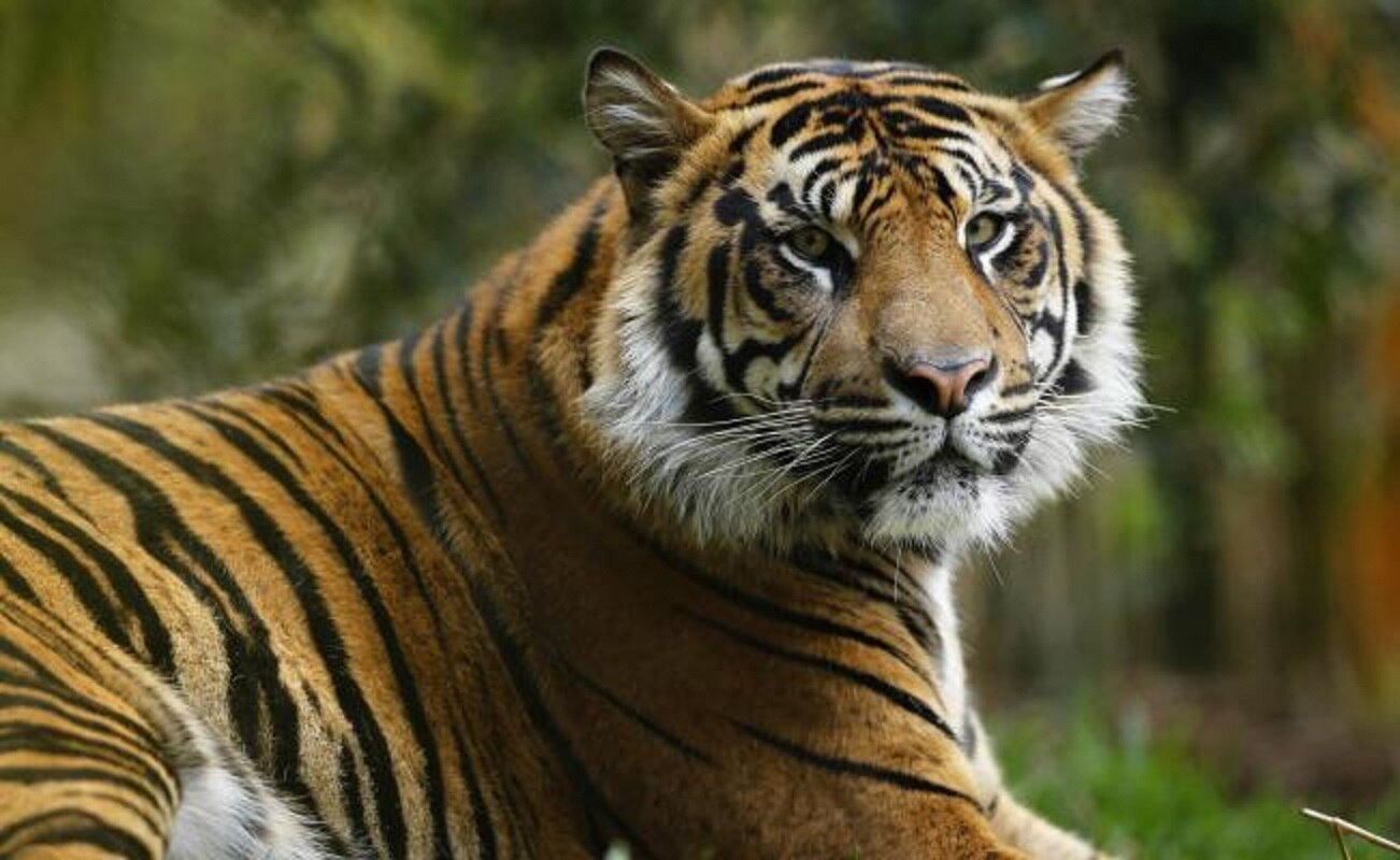 Tigre se escapa de un circo y se pasea por París; es abatido
