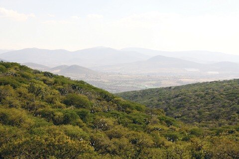 Semarnat protegerá 5 mil hectáreas más