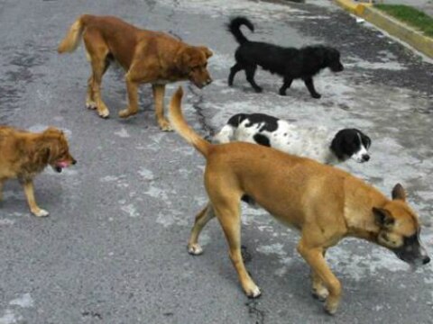 Investiga MP a dueño de perros asesinos