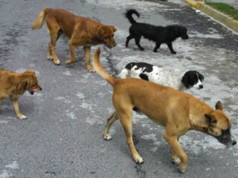Investiga MP a dueño de perros asesinos