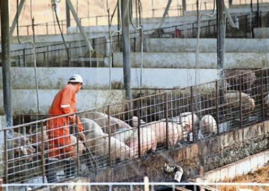El sector porcicultor tendrá mejoría