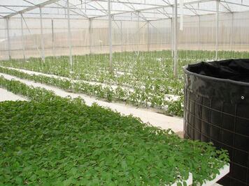 Apuestan por agroparque en Pedro Escobedo