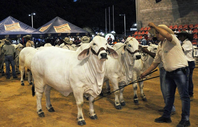 Buscan que feria  sea patrimonio cultural