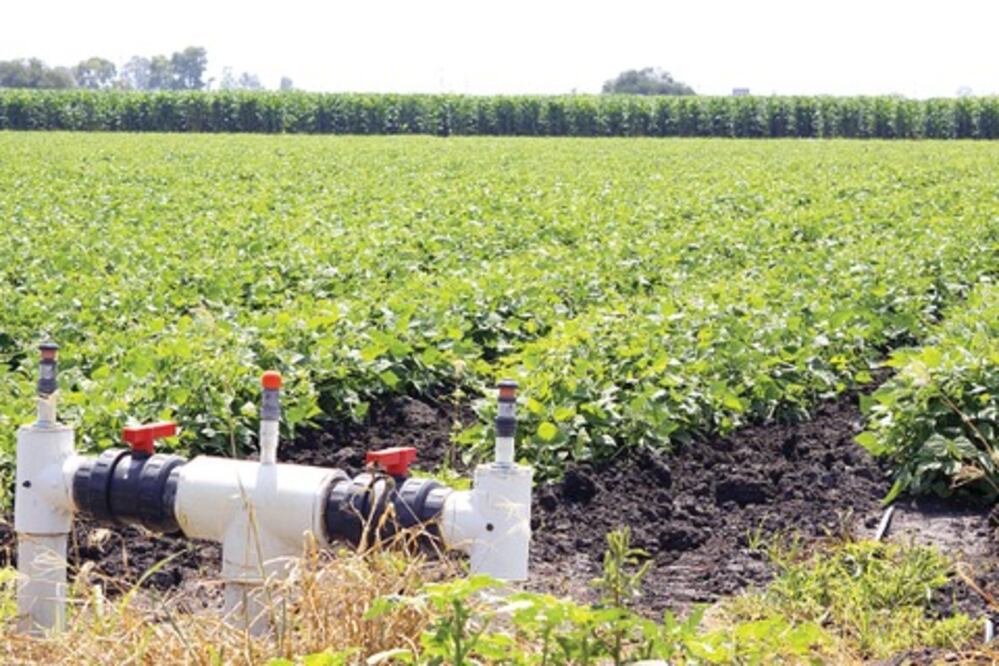 Sector campo repuntó 10%