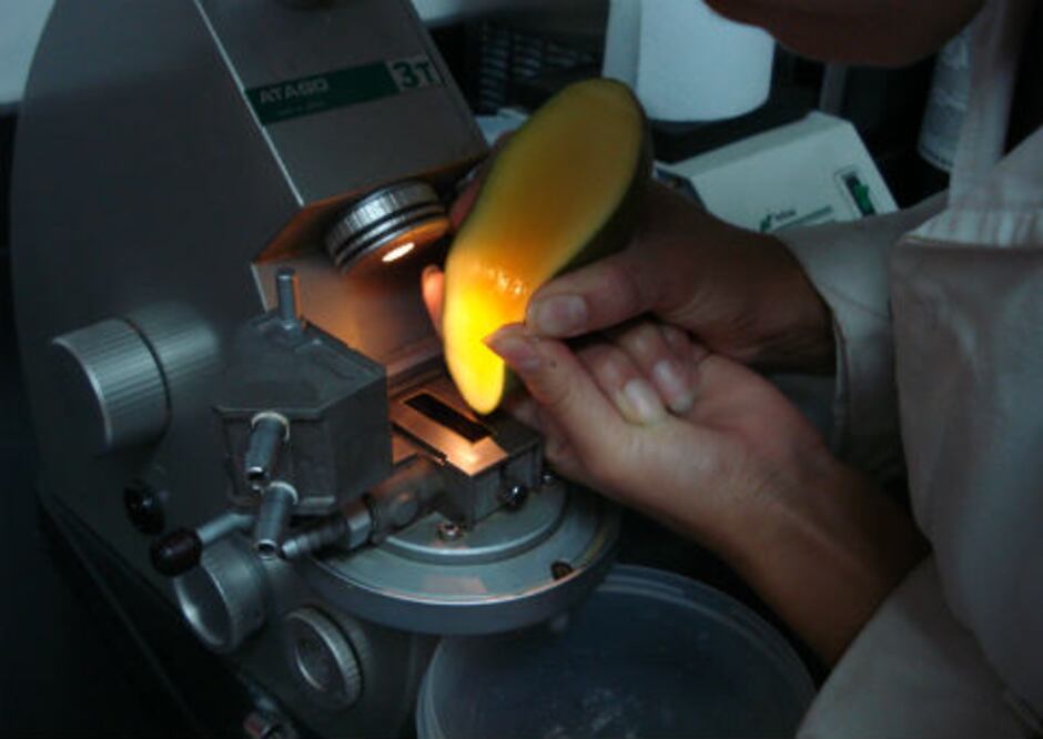 Buscan extender conservación de mango